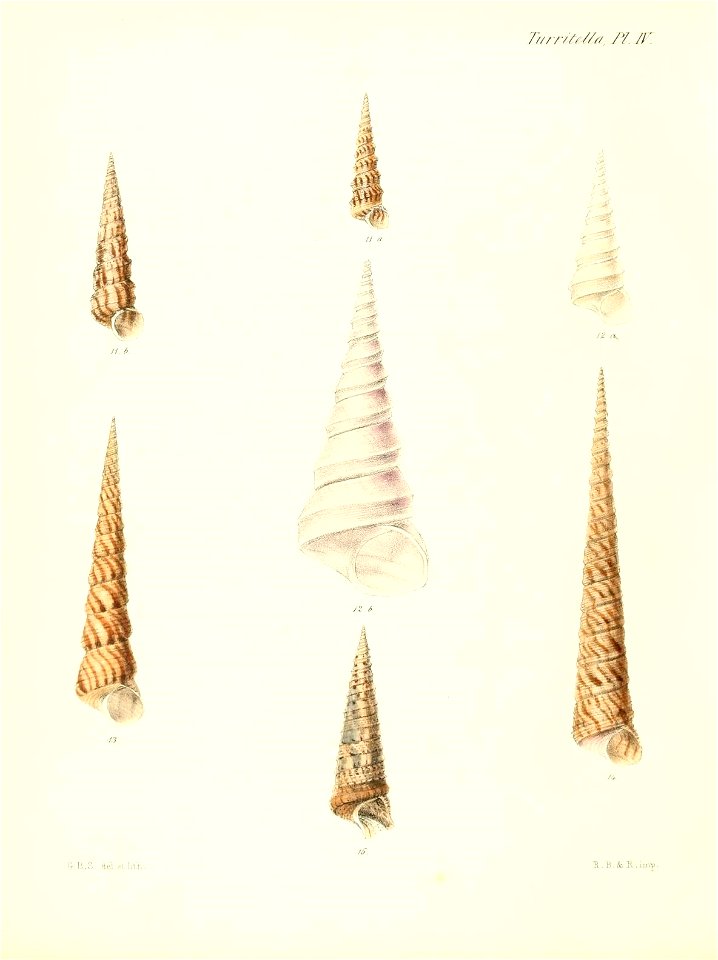 n581_w1150