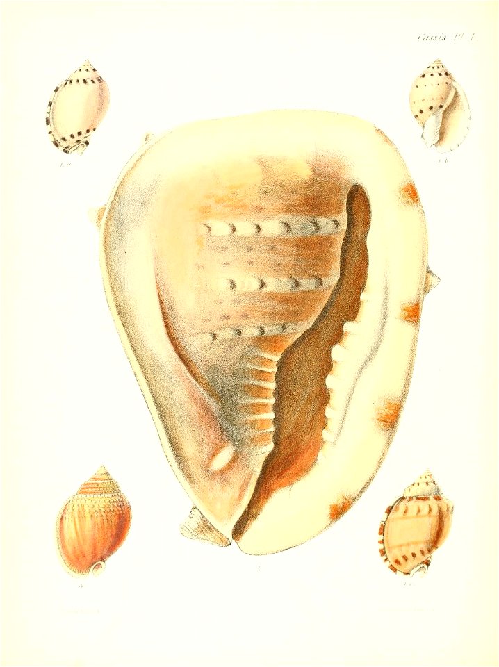 n517_w1150