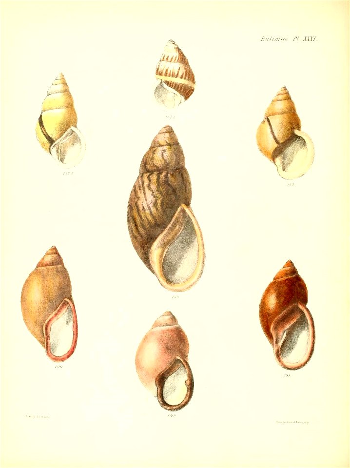 n133_w1150