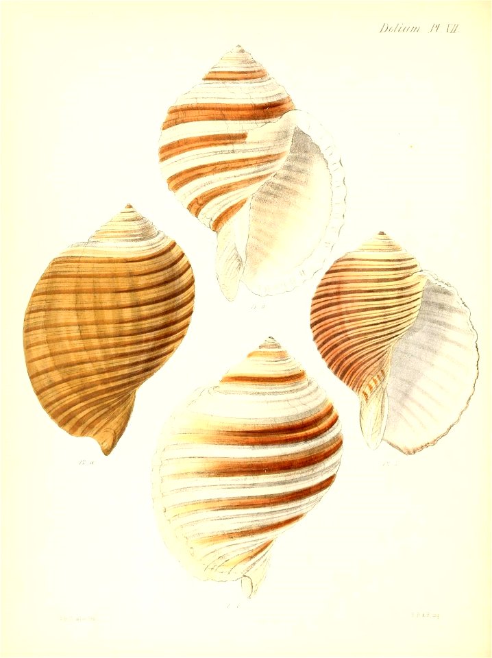 n505_w1150