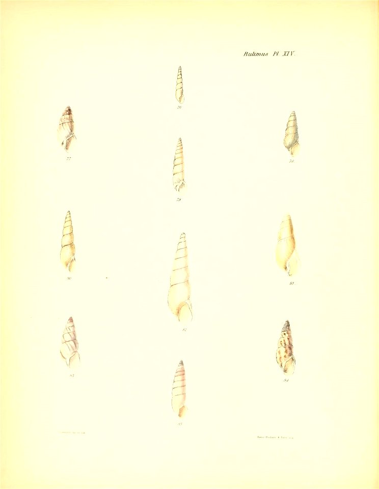 n65_w1150