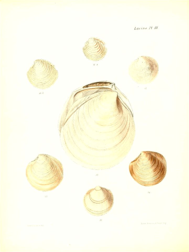 n271_w1150