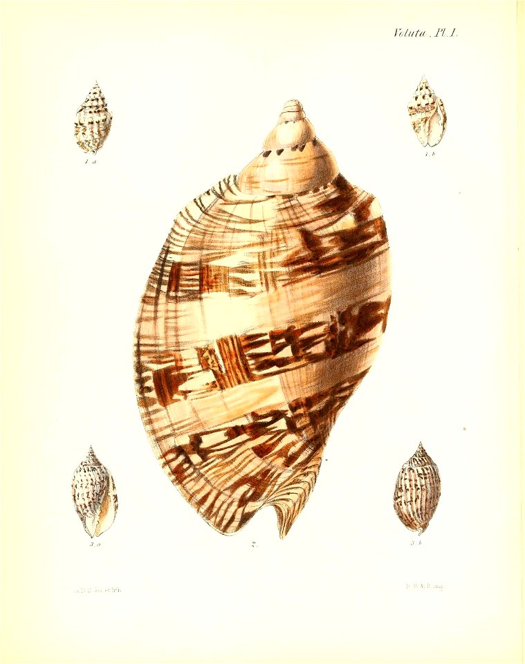 n11_w1150