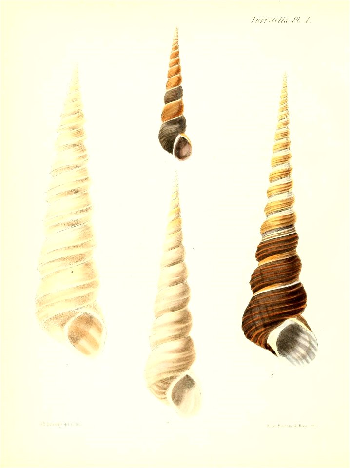 n569_w1150