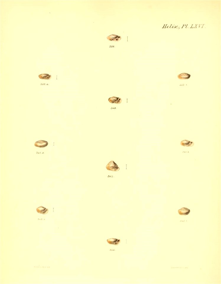 n271_w1150
