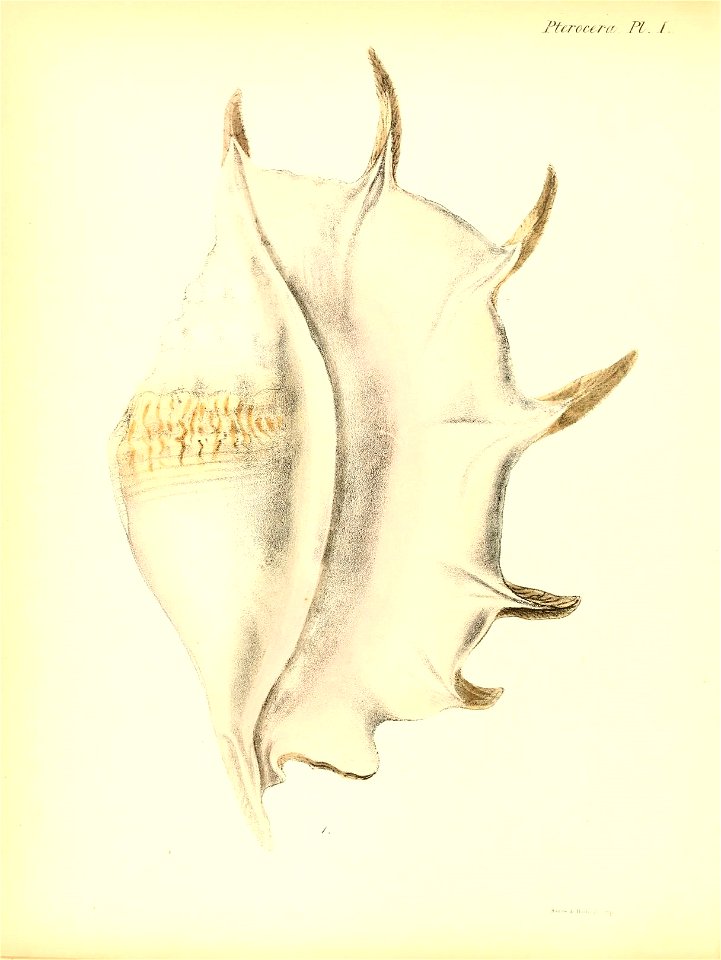 n521_w1150