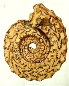 n55_w1150