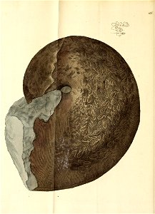 n261_w1150