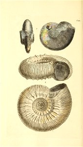 n199_w1150