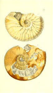 n260_w1150