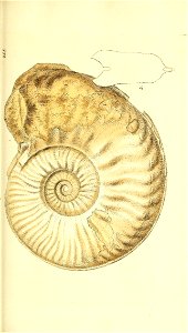 n218_w1150