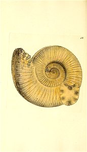 n287_w1150