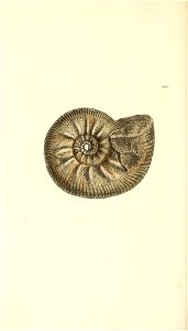 n359_w1150