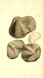 n273_w1150