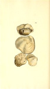 n271_w1150