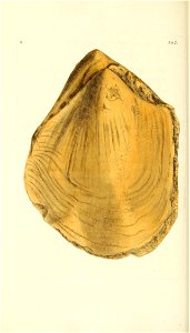 n331_w1150