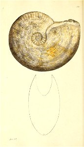 n141_w1150