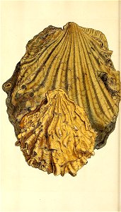 n253_w1150