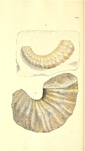 n129_w1150