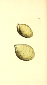 n455_w1150