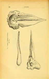 n451_w1150
