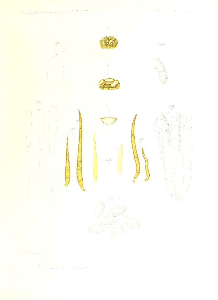 n368_w1150