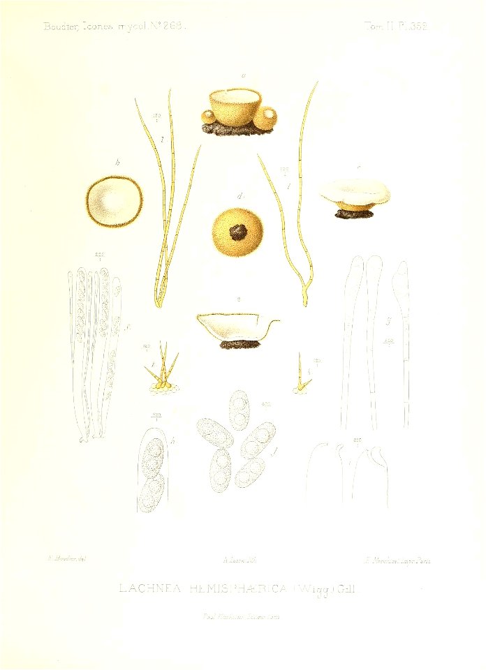 n338_w1150