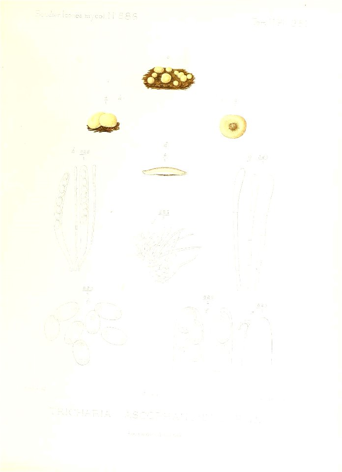 n336_w1150