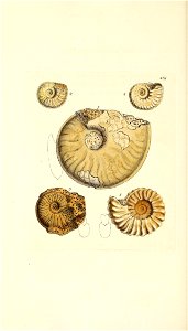 n173_w1150
