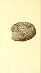 n155_w1150