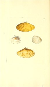 n343_w1150