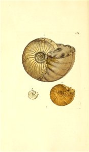 n15_w1150