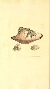 n145_w1150