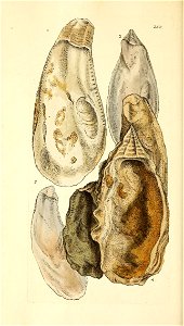 n207_w1150