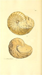 n195_w1150