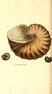 n191_w1150
