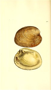 n125_w1150