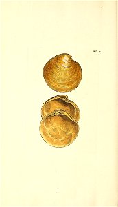 n453_w1150