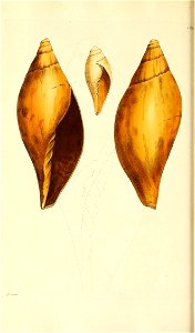 n129_w1150