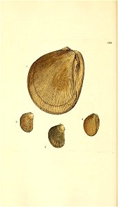 n59_w1150