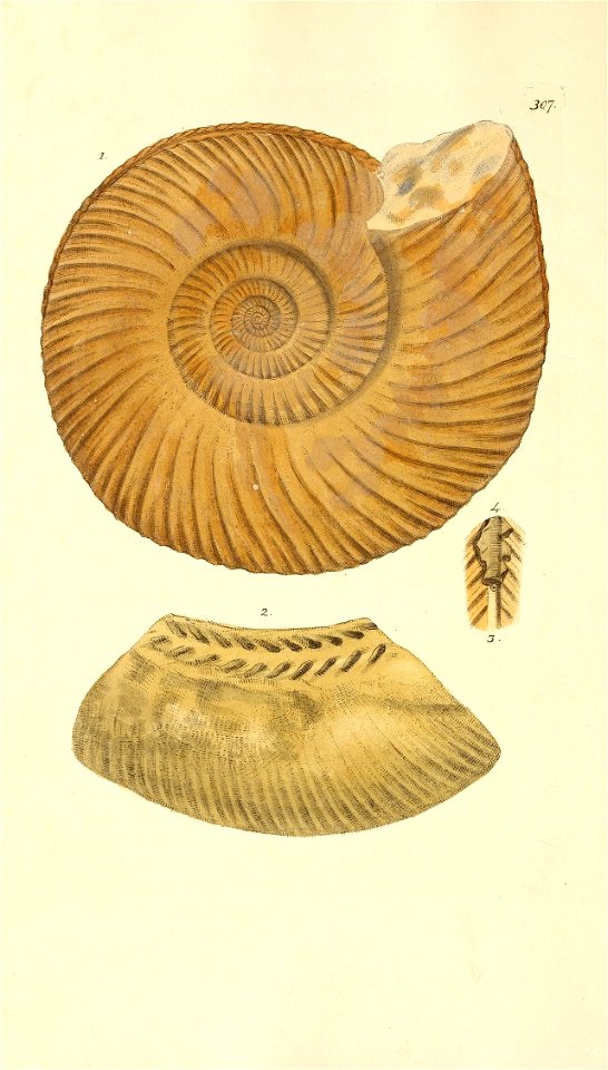 n11_w1150