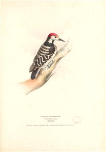n106_w1150