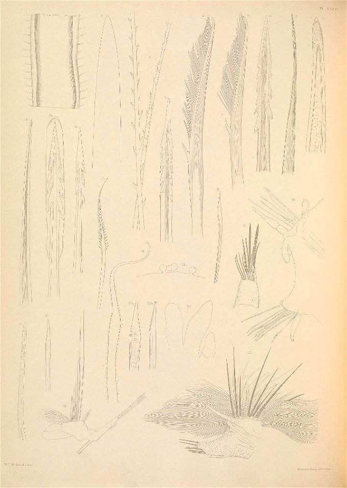 n299_w1150