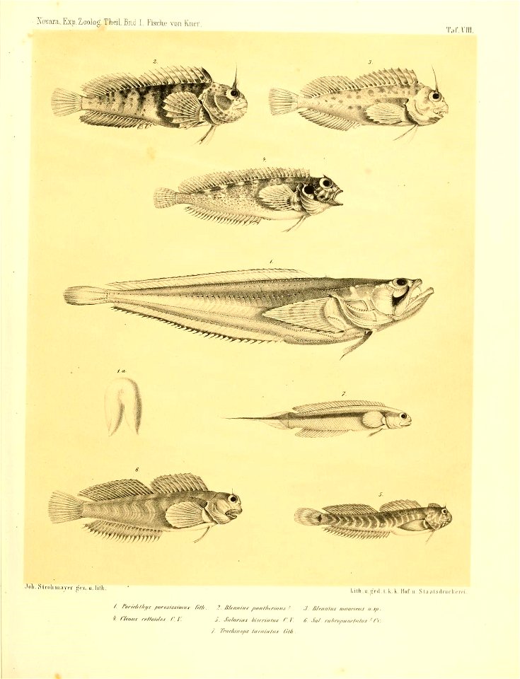 n458_w1150