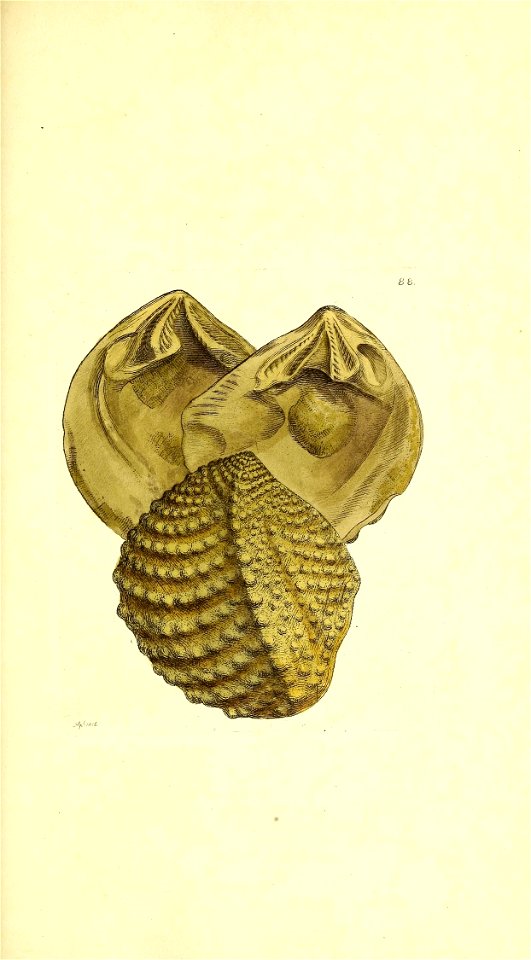 n402_w1150