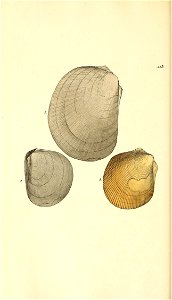 n55_w1150