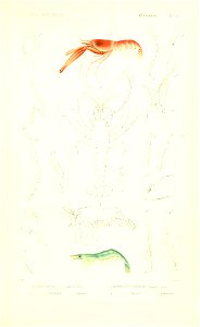 n232_w1150