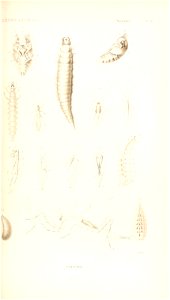 n52_w1150