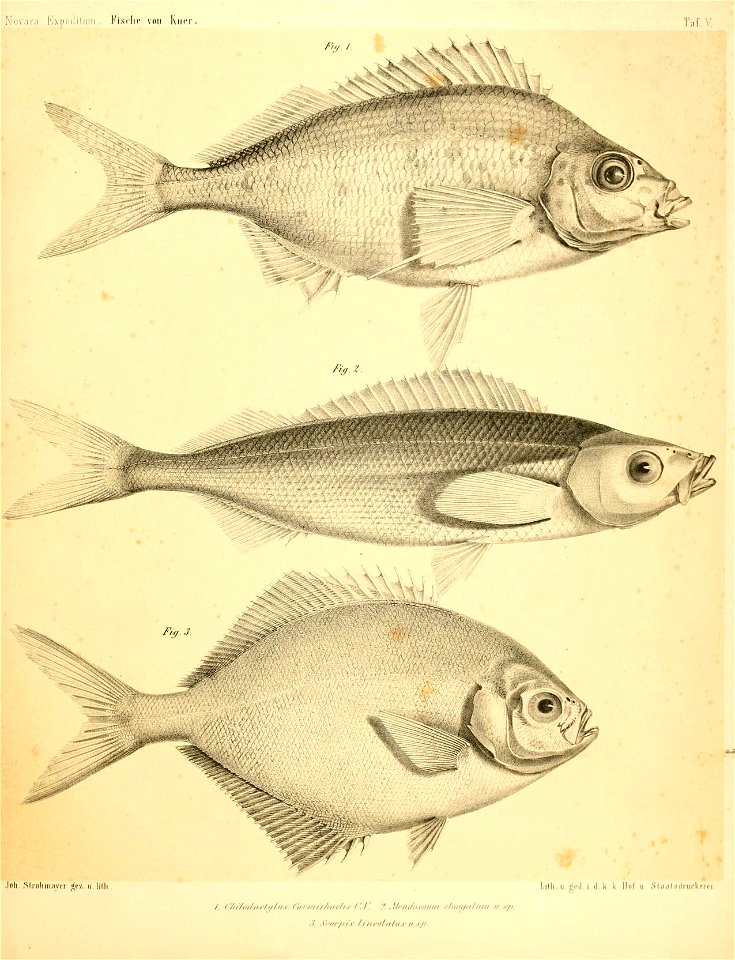 n452_w1150