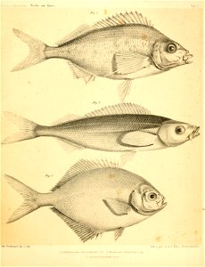 n452_w1150